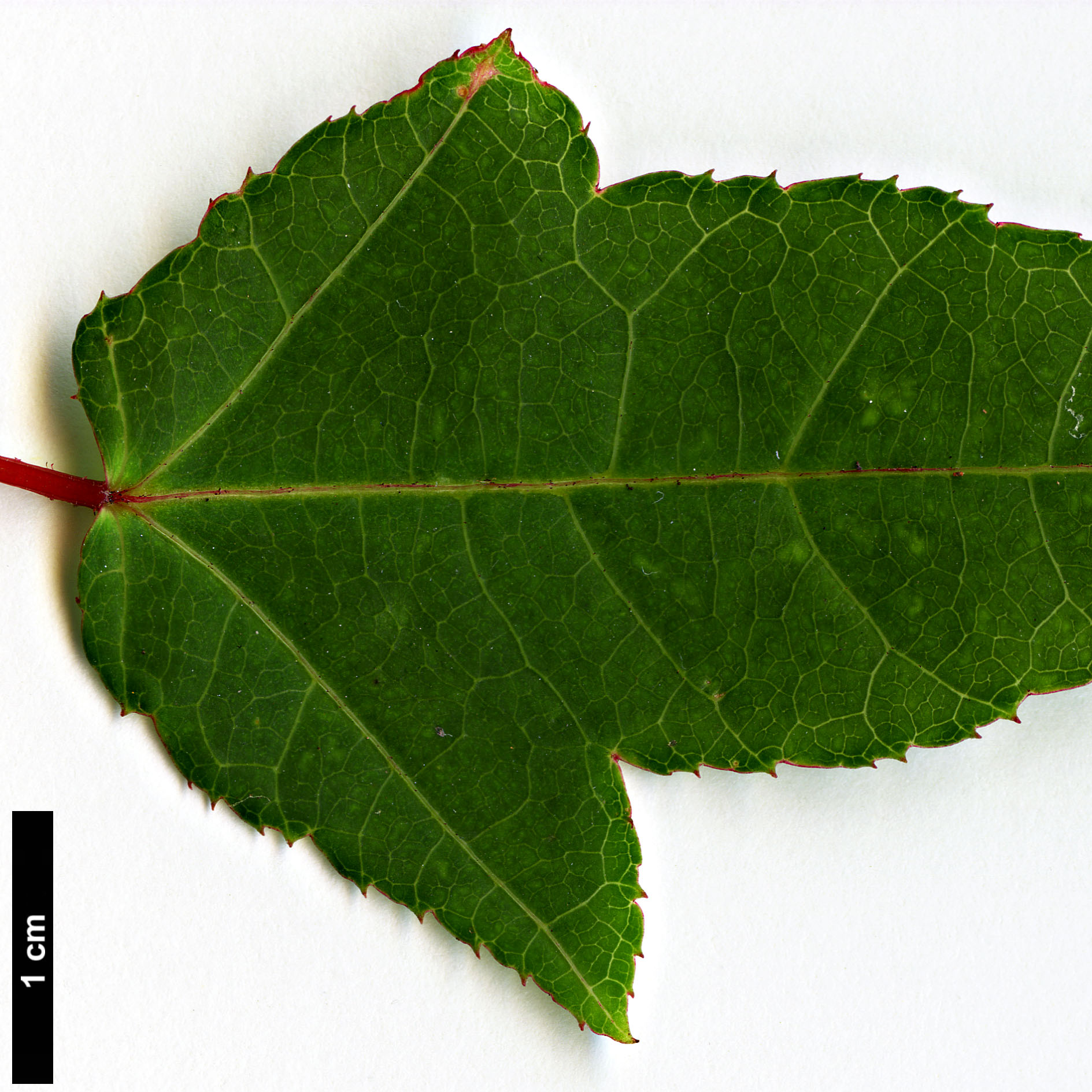 High resolution image: Family: Sapindaceae - Genus: Acer - Taxon: pectinatum - SpeciesSub: subsp. taronense